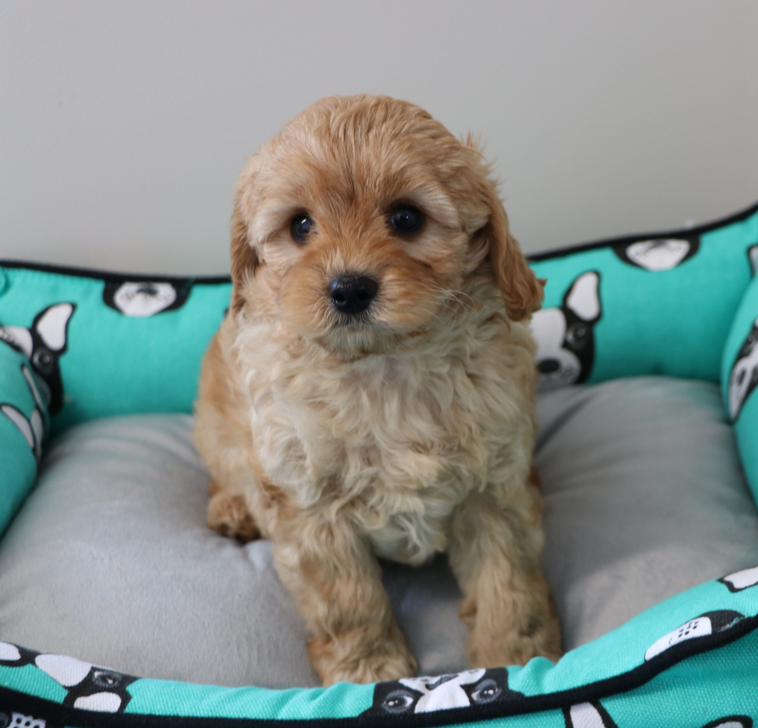 CURRENT GOLDEN PUPPIES AVAILABLE – Golden Cavoodles