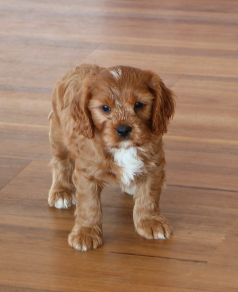 Golden Cavoodles Cavoodles New Zealand